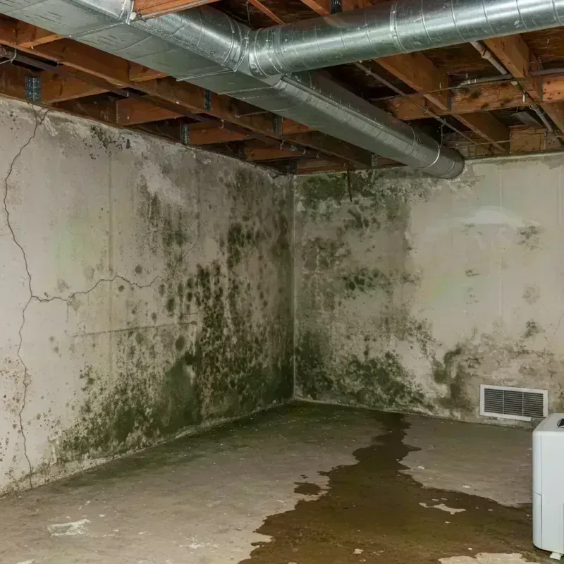 Professional Mold Removal in Colfax, IA